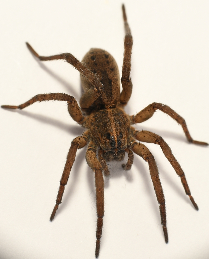 Wetland Giant Wolf Spider from South Windsor, Windsor, ON, Canada on