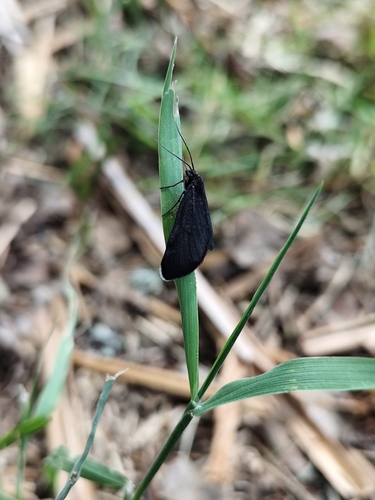 Chimney-sweeper