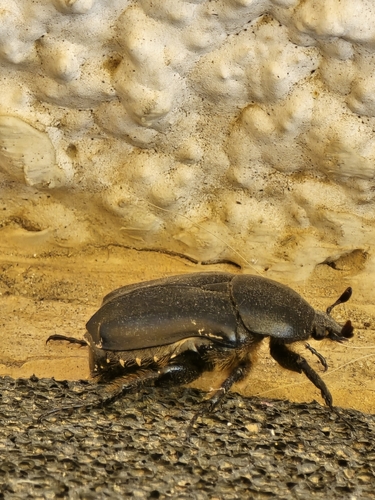 Aethiessa floralis
