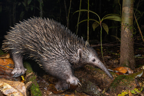 Western Long-beaked Echidna (Zaglossus bruijnii), listed as Critically Endangered on the IUCN Red List