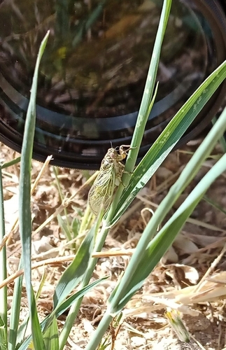 Euryphara contentei