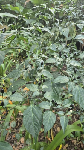 chili pepper