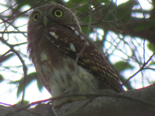 Asian Barred Owlet