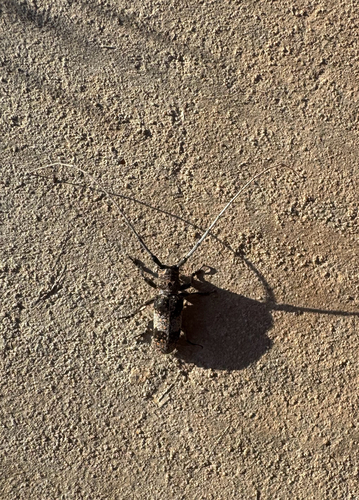 Mesquite Girdler