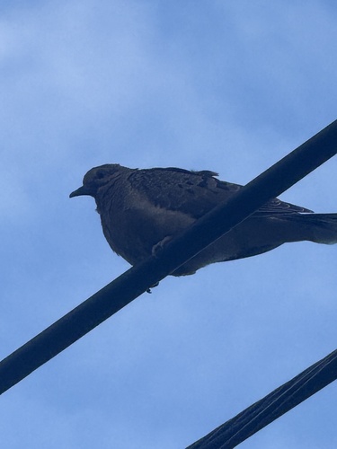 Caribbean Mourning Dove