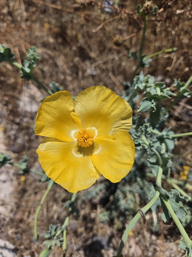 Yellow Horned Poppy