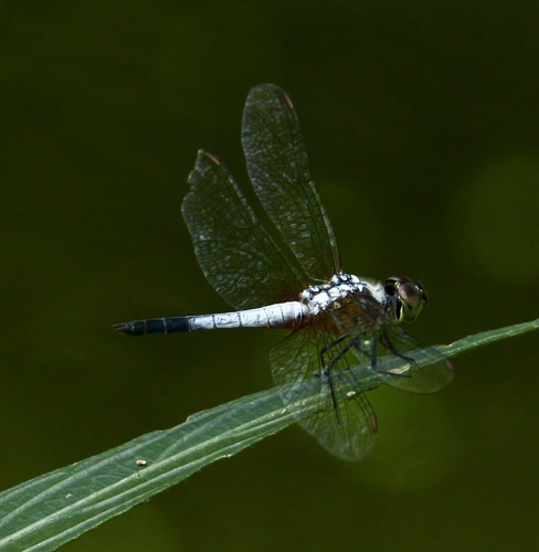 Oriental Blue Dasher