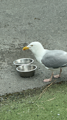 European Herring Gull
