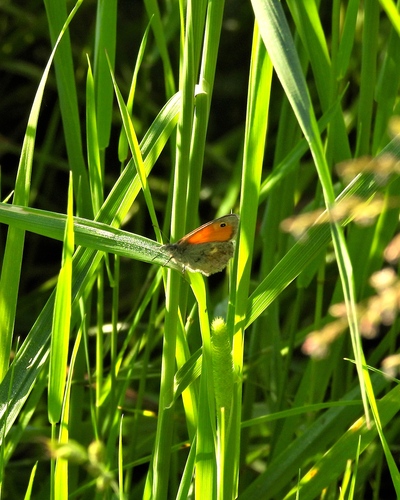 Small Heath