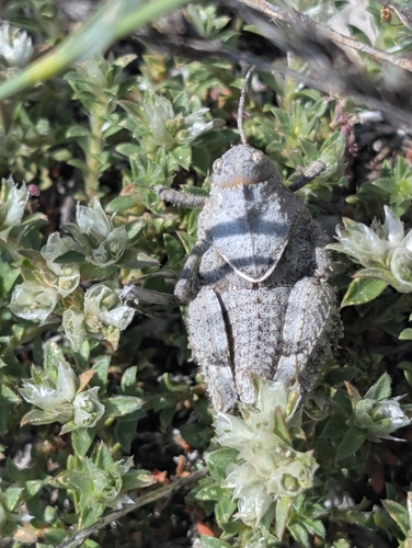 Heldreich's Stone Grasshopper