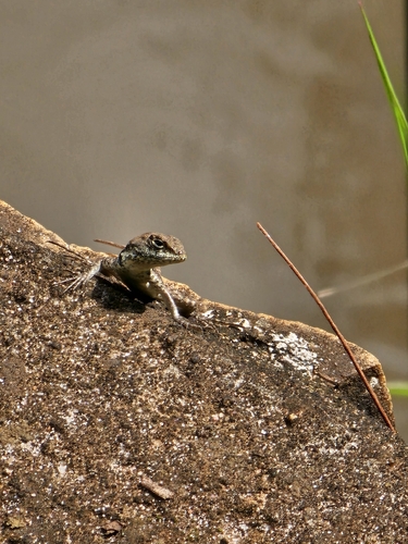 Cerrado Lava Lizard