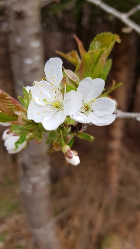 wild cherry