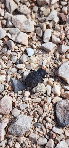 Phymatiotris quadricollis