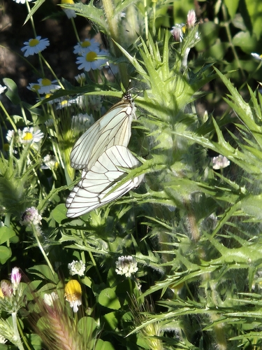 Black-veined White