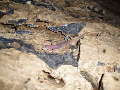 Western Grotto Salamander