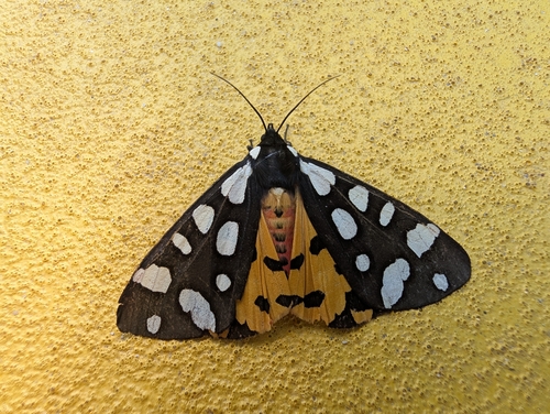 Cream-spot Tiger