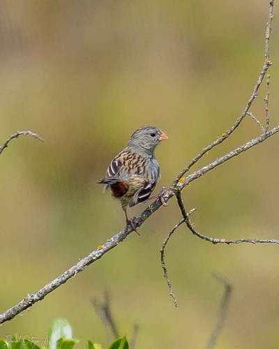 Plain-colored Seedeater