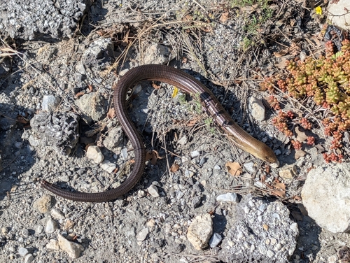European Glass Lizard