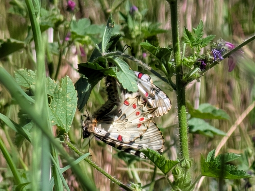 Eastern Festoon