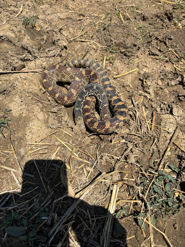 Bullsnake