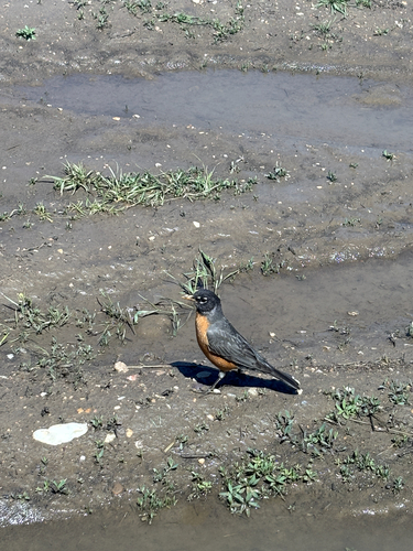 American Robin