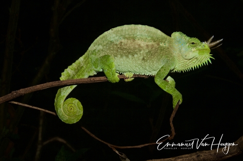 Trioceros quadricornis gracilior