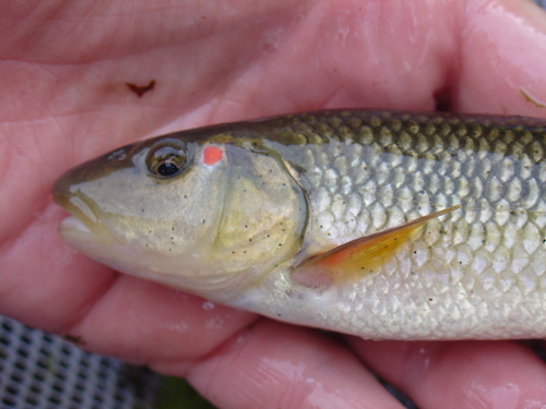 Redspot Chub