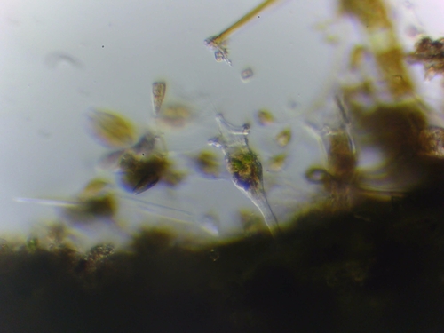 Collotheca ornata