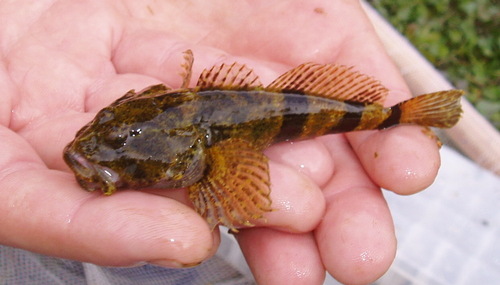 Banded Sculpin