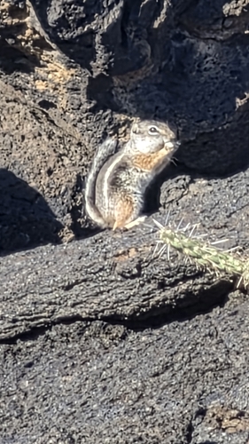 Texas Antelope Squirrel observed by tonyg