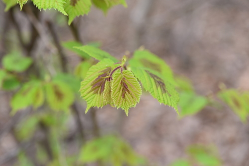 asian hazel
