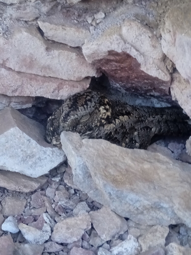 Band-winged Nightjar