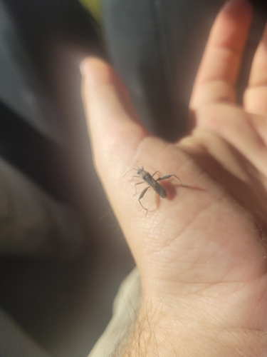 Camptopus lateralis