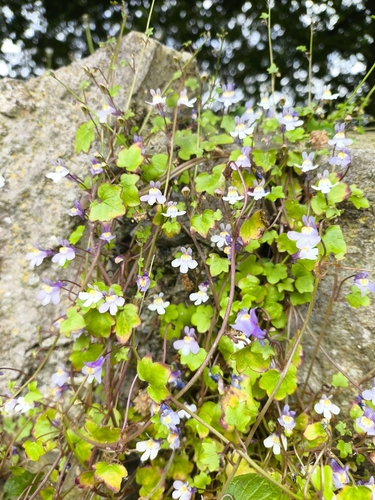 Ivy-leaved toadflax
