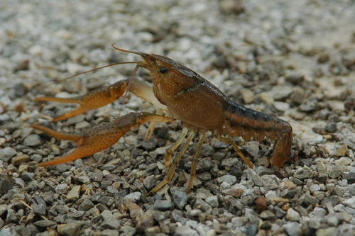 Subspecies Procambarus Acutus Acutus · Inaturalist