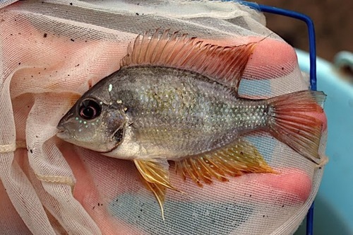 Yellow Cichlid