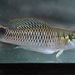 Spottail Killifish - Photo (c) Michael Tobler, all rights reserved, uploaded by Michael Tobler