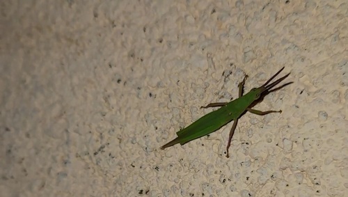Atractomorpha crenulata