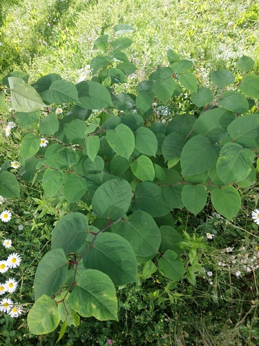 Japanese knotweed