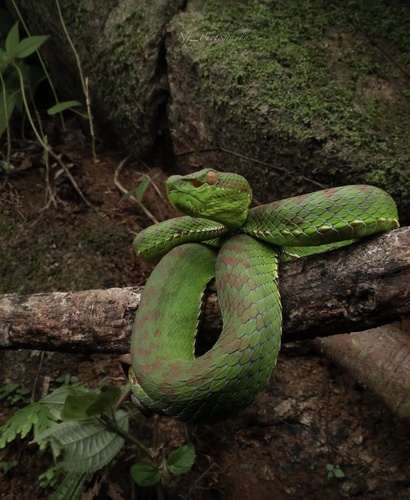 Phuket Pit Viper