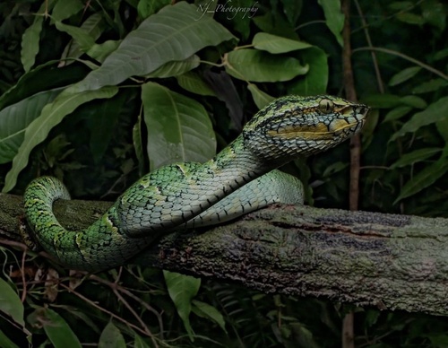 Wagler's Pit Viper