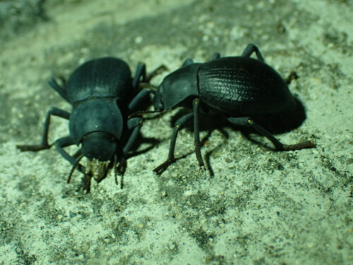 Asbolus mexicanus mexicanus