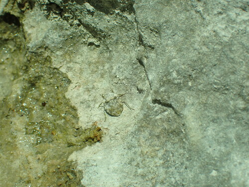 Gelastocoris rotundatus
