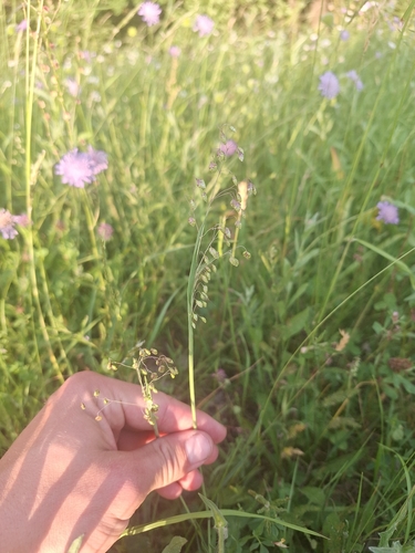 Quaking-grass