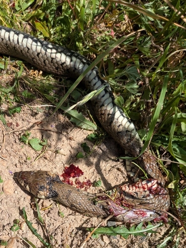 Barred Grass Snake