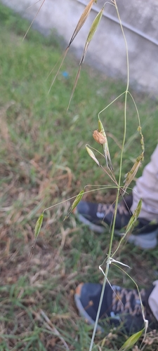 European Tortoise Bug