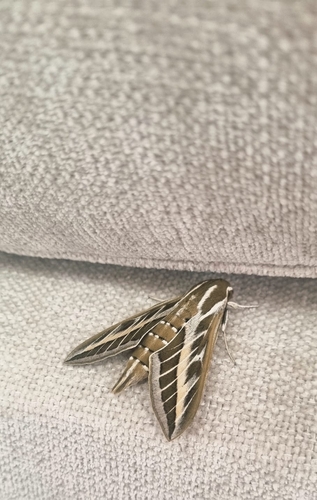 Striped Hawkmoth