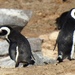 Banded Penguins - Photo (c) Valeria Muzzolini, all rights reserved, uploaded by Valeria Muzzolini