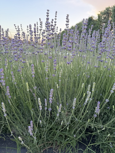 Common Lavender