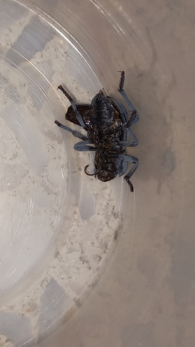 Asbolus mexicanus